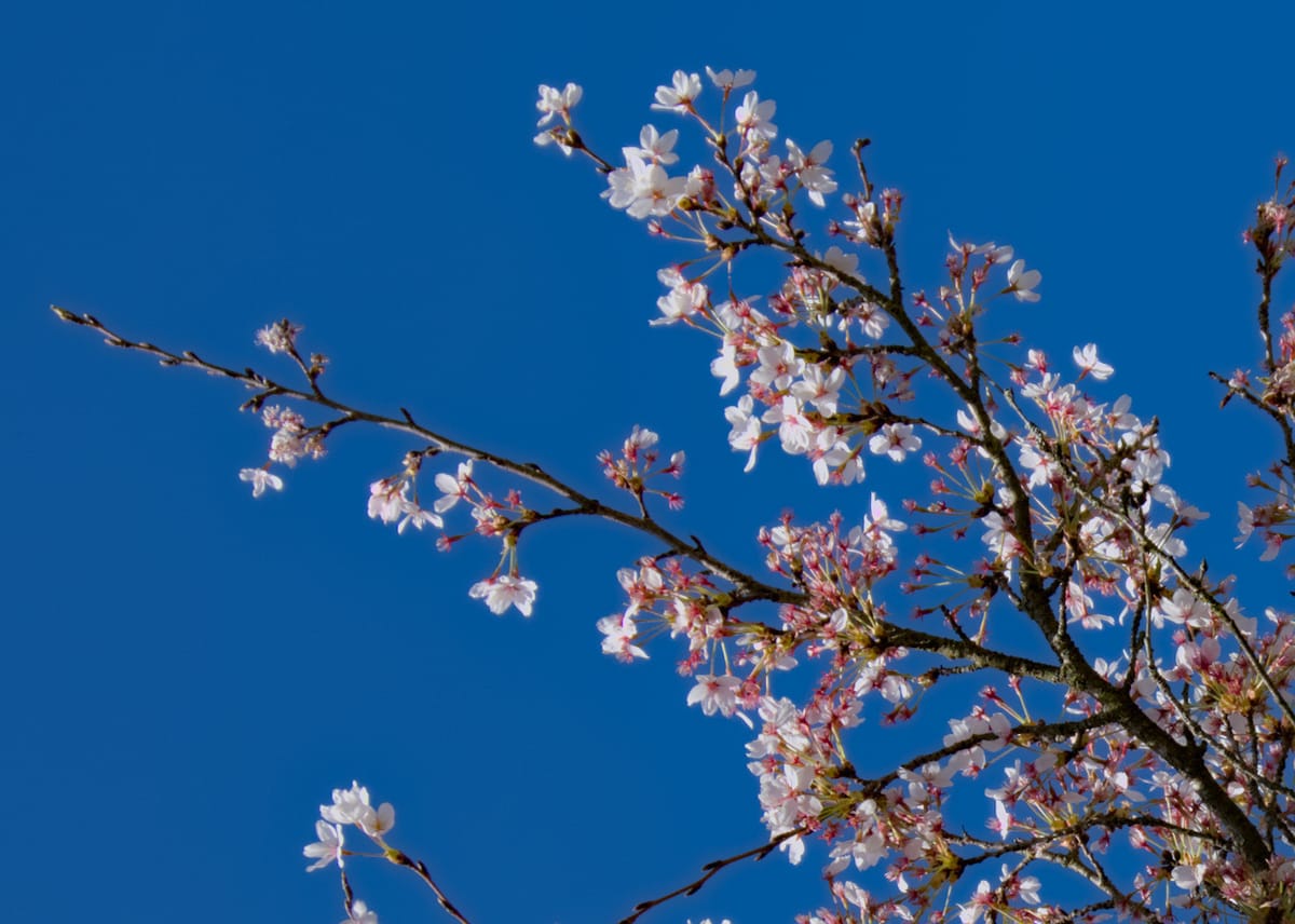 Blossom Dreams